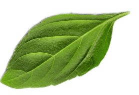 green-leaf
